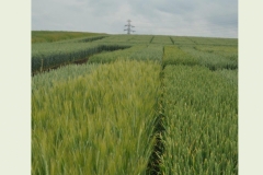 Zaproszenie-na-Dni-Pola-2019-1