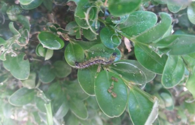 Ćma bukszpanowa atakuje nasze ogródki