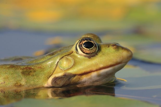 Dom Wiejski w&nbsp;Batowicach – spotkanie na&nbsp;temat płazów