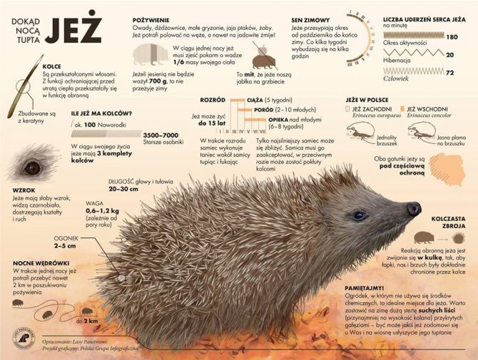 Uwaga na&nbsp;jeże na&nbsp;drogach