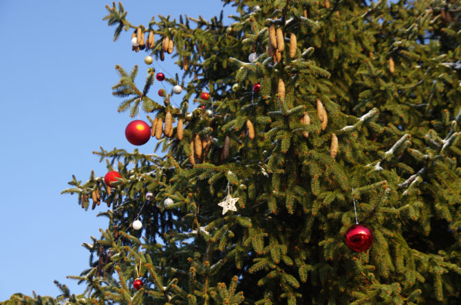 Ubieranie węgrzeckiej choinki – relacja