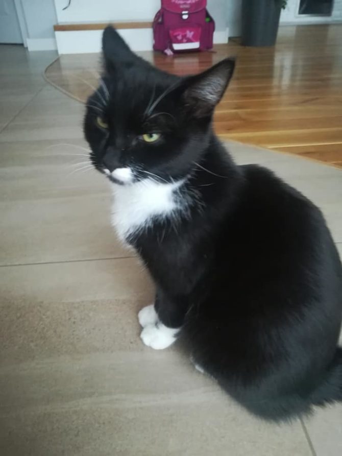 Znaleziono kota przy granicy Bibic i&nbsp;Węgrzc