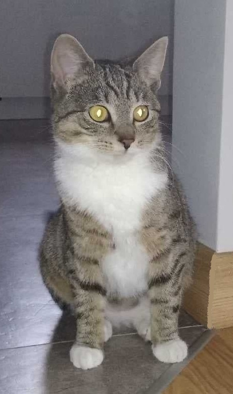 Zaginęła kotka w&nbsp;okolicy Sudołu