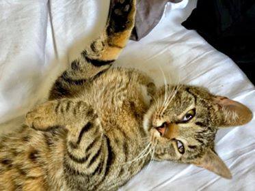 Zaginął kotek Julian