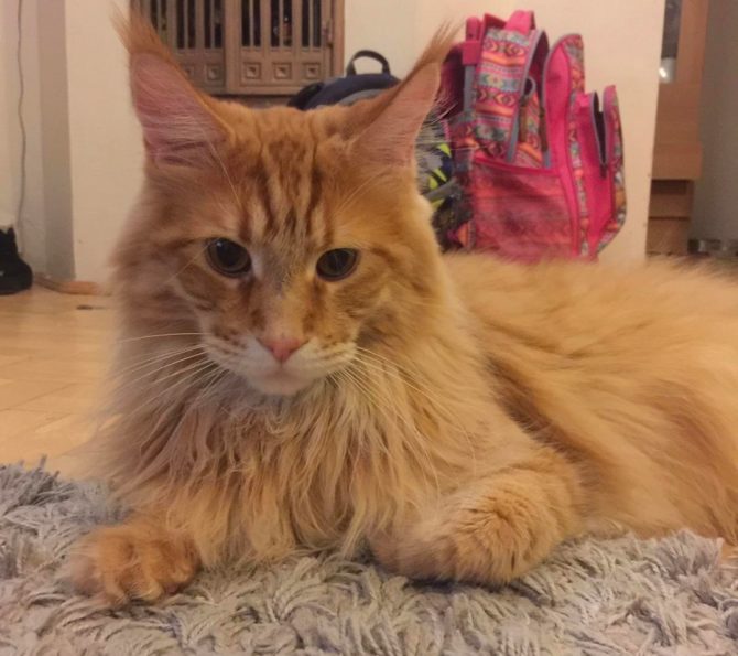 Ciągle nie&nbsp;wrócił do&nbsp;domu…