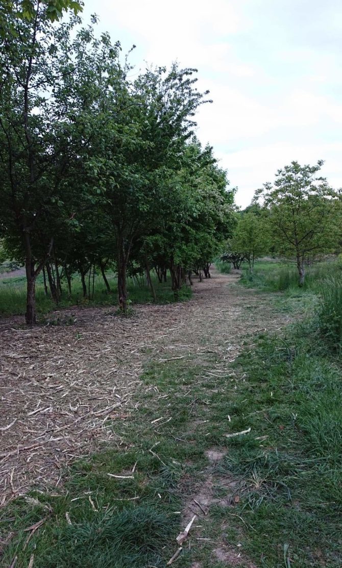 Uporządkowaliśmy fragment działki gminnej od&nbsp;ul.&nbsp;E1