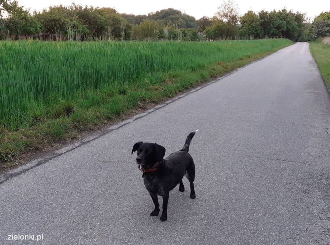 Czipowanie psów w&nbsp;gminie Zielonki