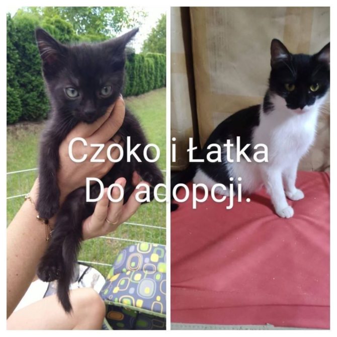 W&nbsp;Węgrzcach działa Stowarzyszenie Koci Patrol