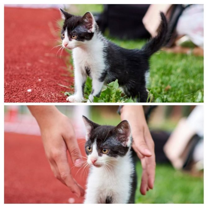 Pilnie potrzebny dom tymczasowy dla kotka Bolka