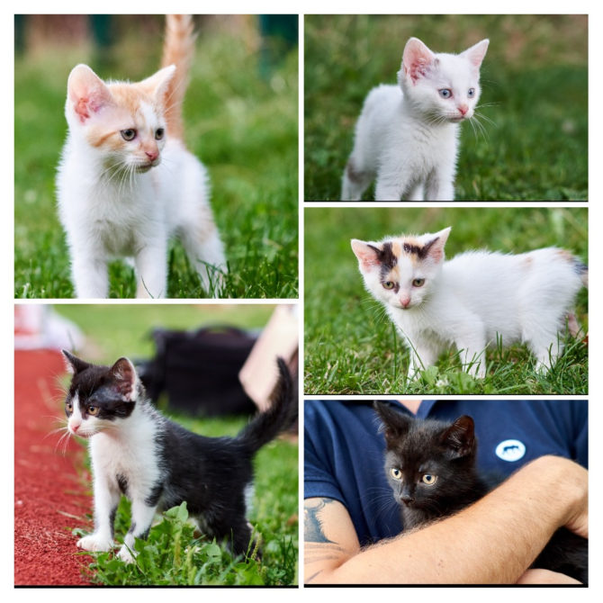 Zrzutka.pl dla Stowarzyszenia Koci Patrol z&nbsp;Węgrzc