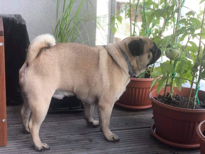 24 października akcja czipowania psów w&nbsp;Zielonkach