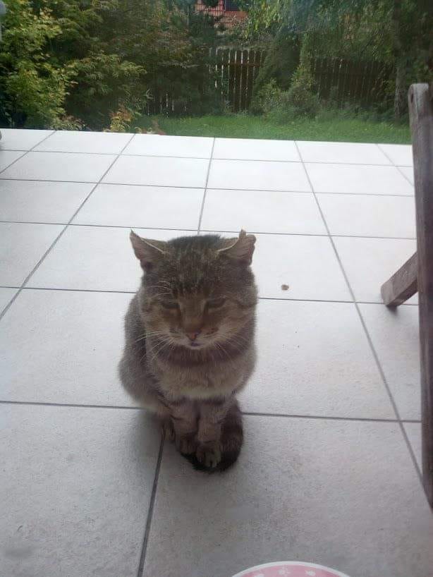 Szukamy kota – półdzikiego mieszkańca Węgrzc