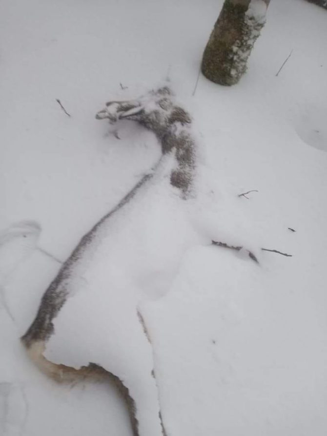 Uwaga na&nbsp;wnyki podczas spacerów!