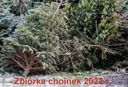 Zbiórka naturalnych choinek