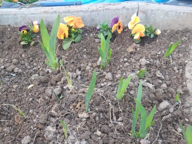 Kwieciście w&nbsp;Węgrzcach