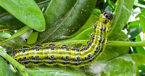 Ćma bukszpanowa znowu atakuje
