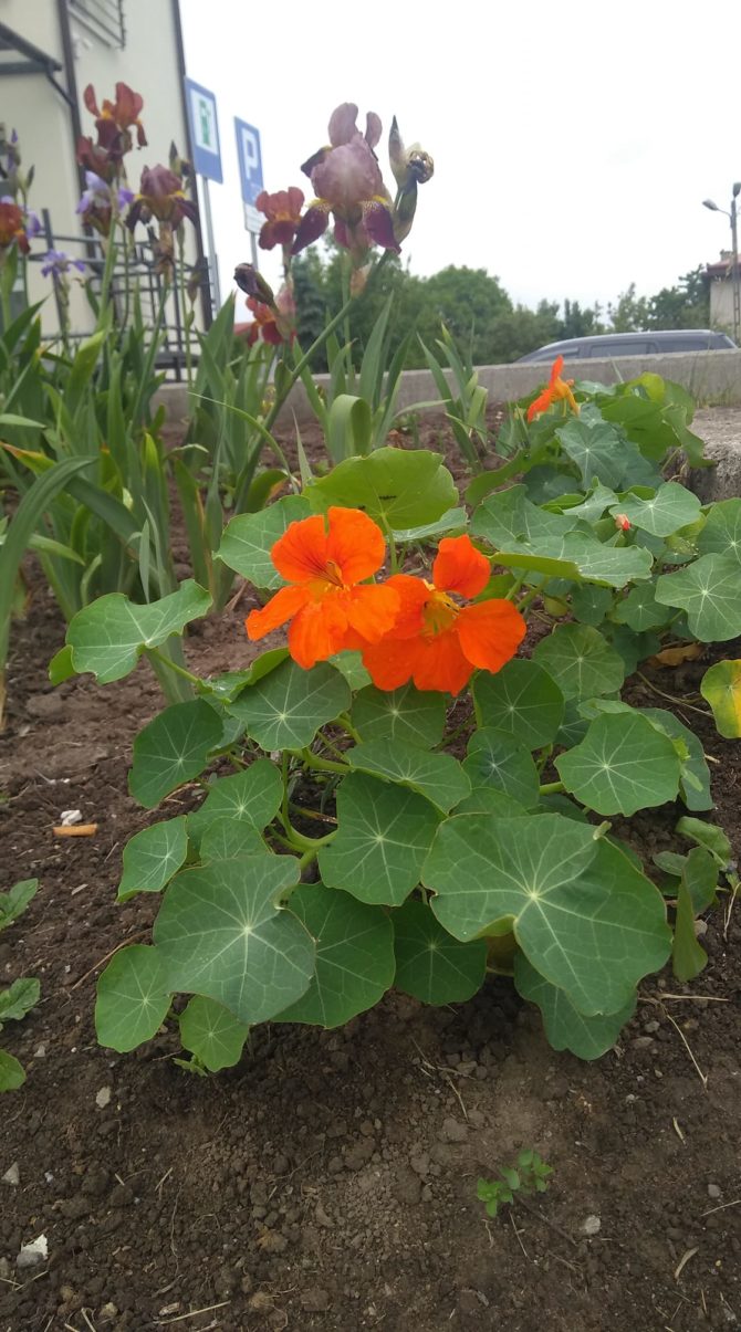 Efekty prac grupy „Kwieciste Węgrzce”