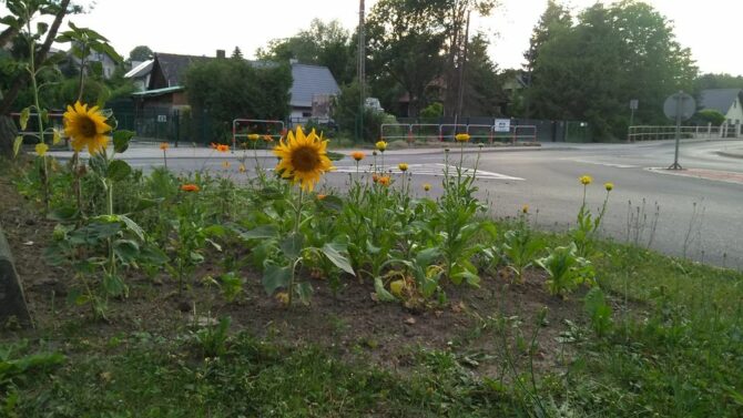 Słoneczniki  i&nbsp;nagietki już zakwitły