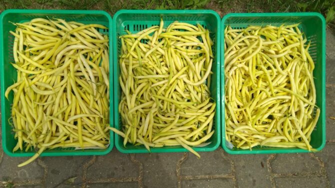 W&nbsp;Stacji Doświadczalnej Oceny Odmian ruszyła sprzedaż warzyw