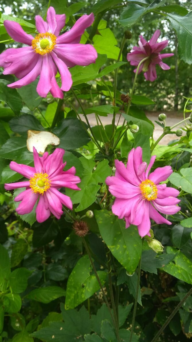 Zbiórka nasion i&nbsp;bylin do&nbsp;ukwiecenia Węgrzc