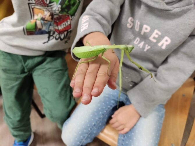 Modliszki w&nbsp;Kuźni