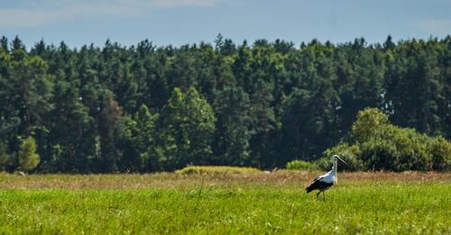 Słuchowisko o&nbsp;naszym węgrzeckim zakątku