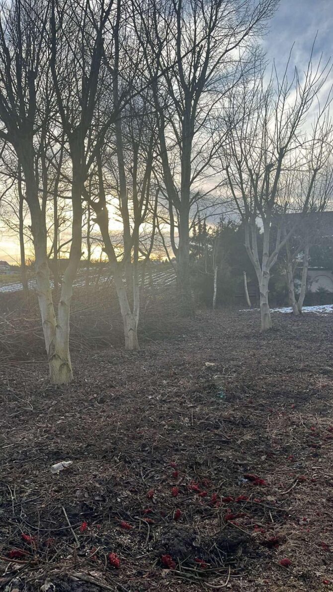 Kolejna część parku przy C5 została oczyszczona